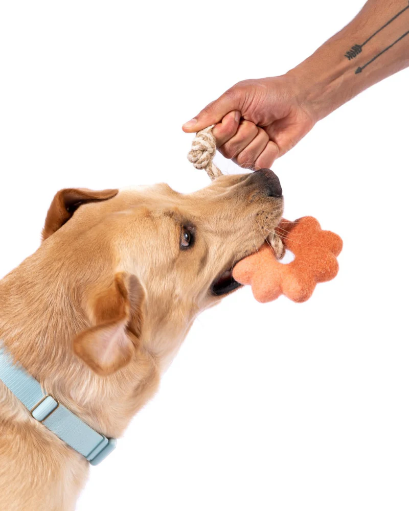 Wheely Good Time Felt & Rope Dog Tug Toy - Image 2