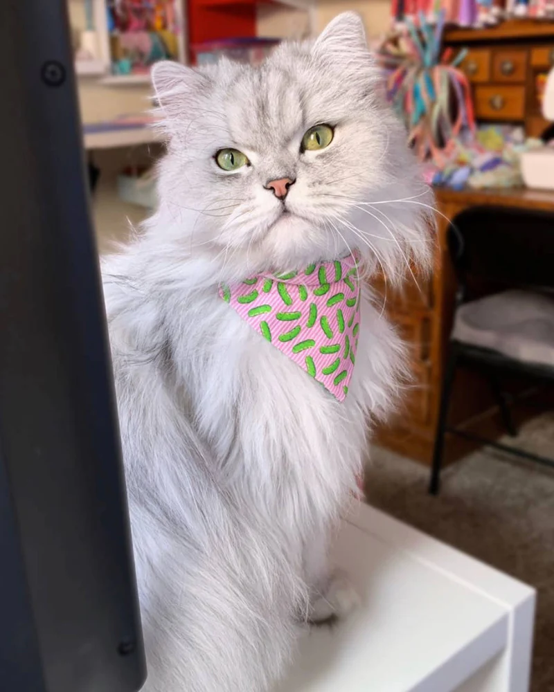 Pop Pickles Cat Collar + Bandana Set (Made in the USA) - Image 3