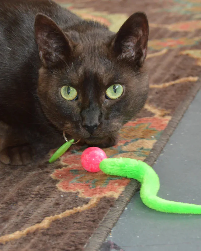 Wiggy Ball Cat Toy (Made in the USA) - Image 4