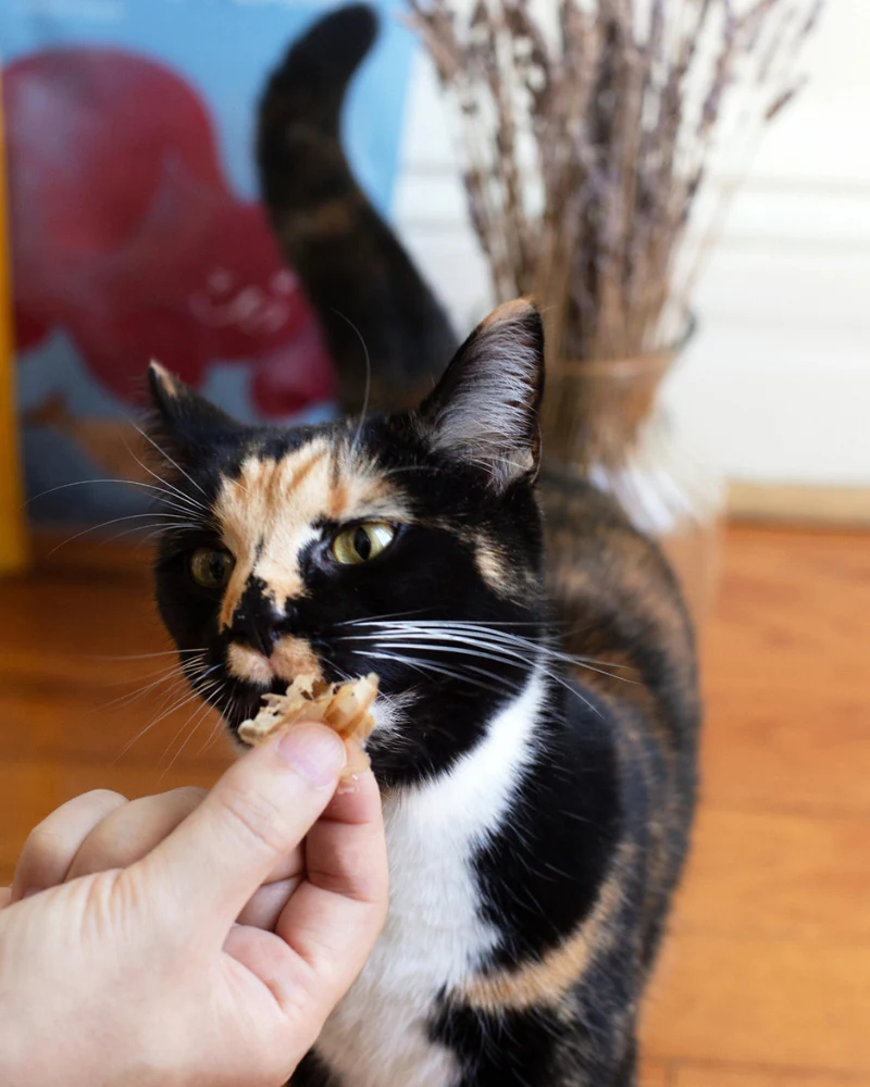 Wild Caught Umami Bonito Flakes for Cats & Dogs - Image 4