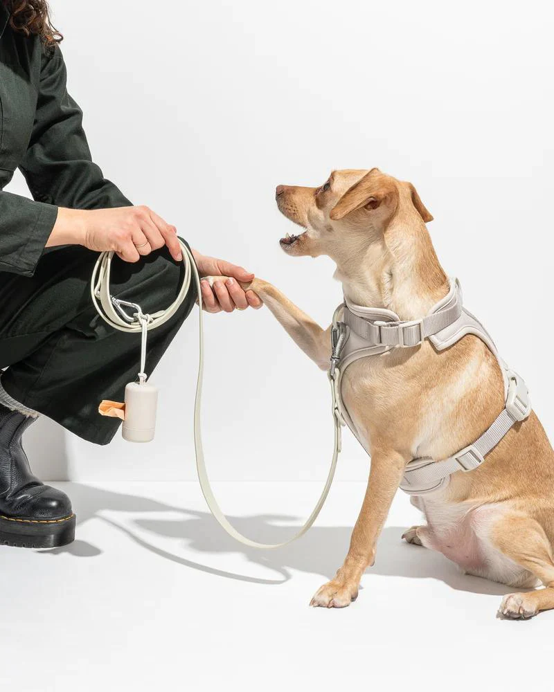 Cushioned Dog Harness in Grey (FINAL SALE) - Image 3