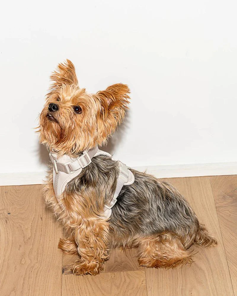 Cushioned Dog Harness in Grey (FINAL SALE) - Image 5