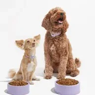 Wild One Dog Bowl in Lilac - Image 2