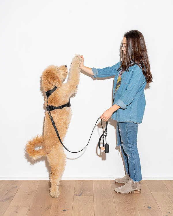 Durable Dog Leash in Black - Image 5