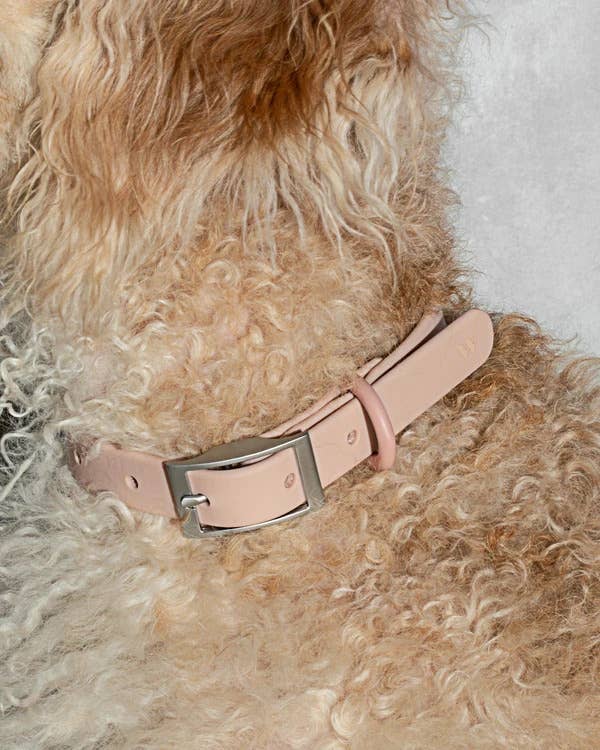 Modern Dog Collar in Blush << CLEARANCE >> - Image 3