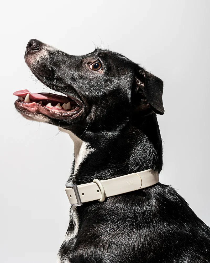 Modern Dog Collar in Gray (FINAL SALE) - Image 2
