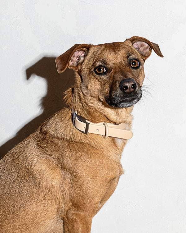 Modern Dog Collar in Tan << FINAL SALE >> - Image 4