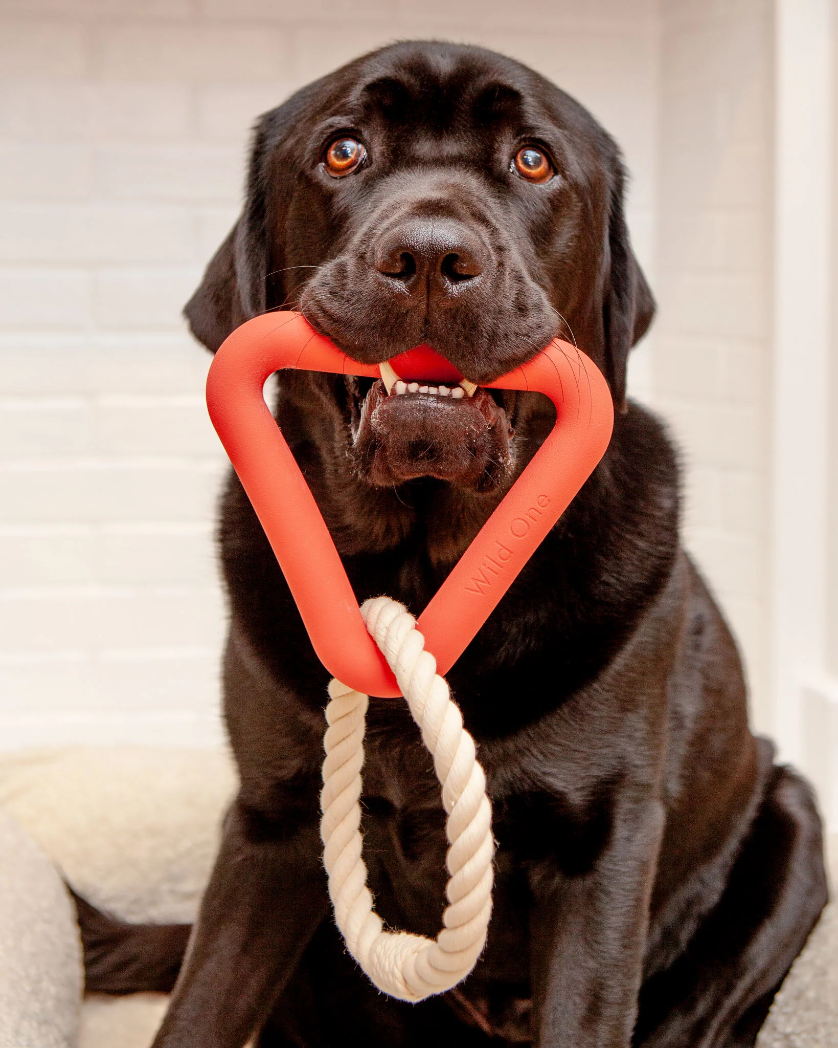 Triangle Dog Tug Toy - Image 3