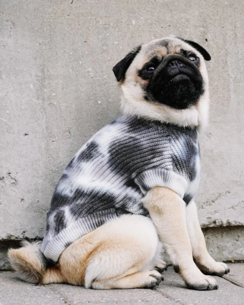 Wild Side Tie-Dye Dog Sweater << FINAL SALE >> - Image 4