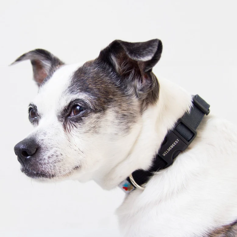 Funston Dog Collar in Black (CLEARANCE)