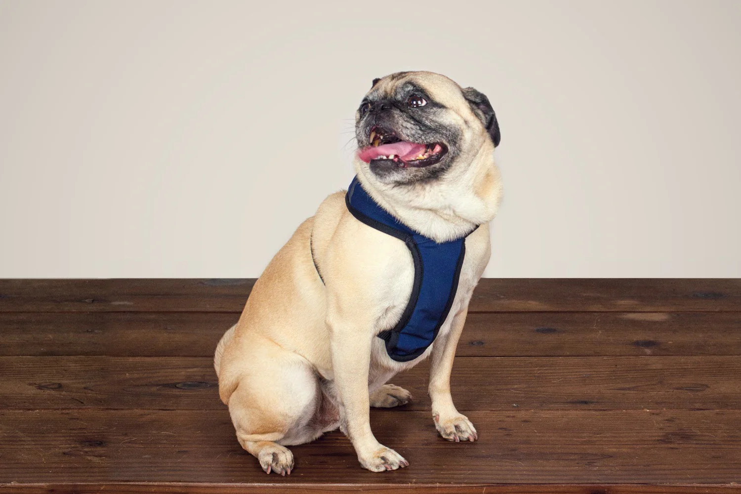 WILDEBEEST | Laguna Harness in Navy - Image 3