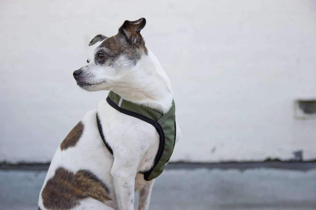 Laguna Dog Harness in Olive - Image 5