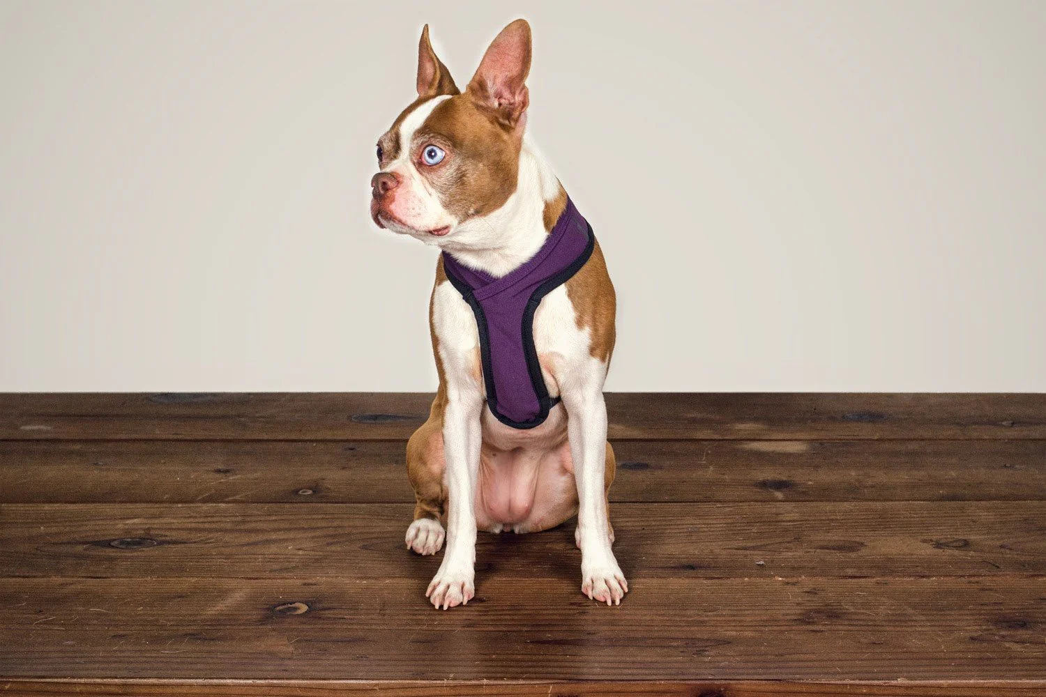 WILDEBEEST | Laguna Harness in Plum - Image 3