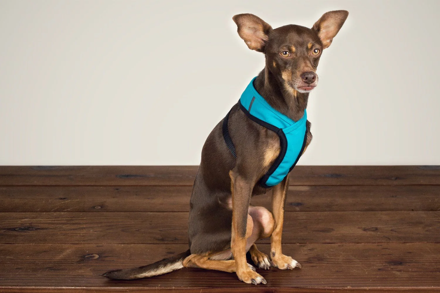 WILDEBEEST | Laguna Harness in Turquoise - Image 3