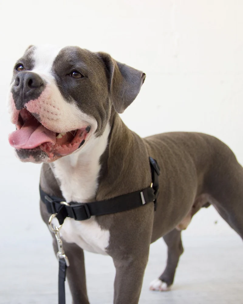 Linden No Pull Front Clip Dog Harness - Image 4