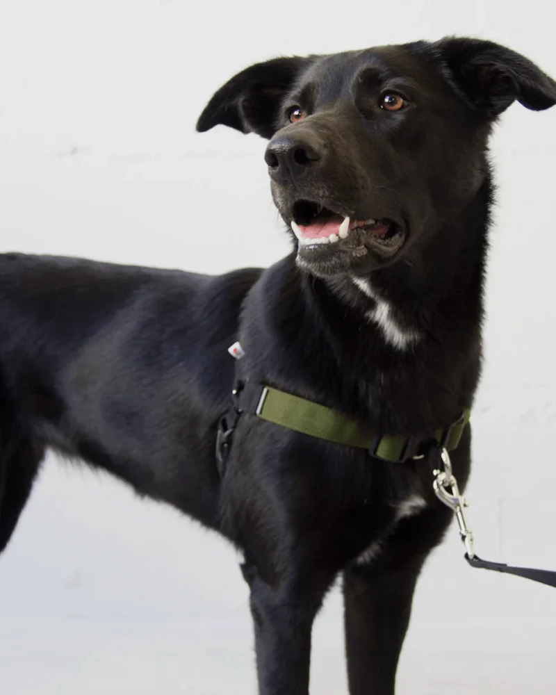 Linden No Pull Front Clip Dog Harness - Image 6