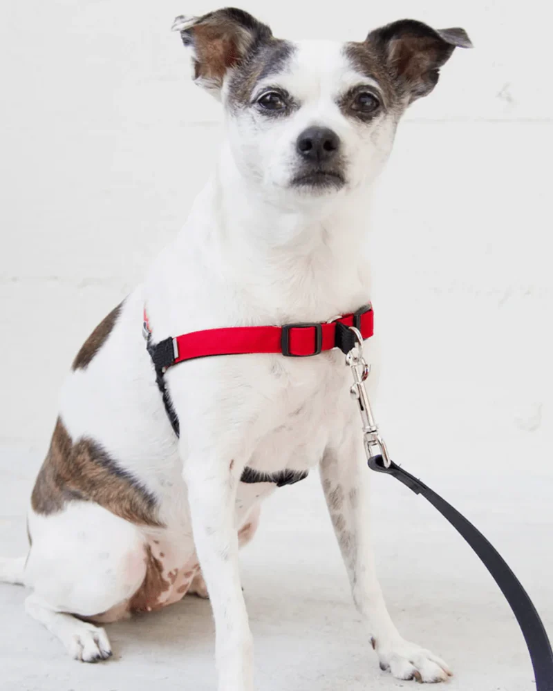 Linden No Pull Front Clip Dog Harness - Image 8