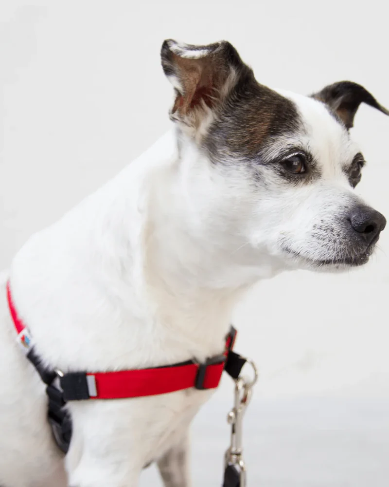 Linden No Pull Front Clip Dog Harness - Image 9