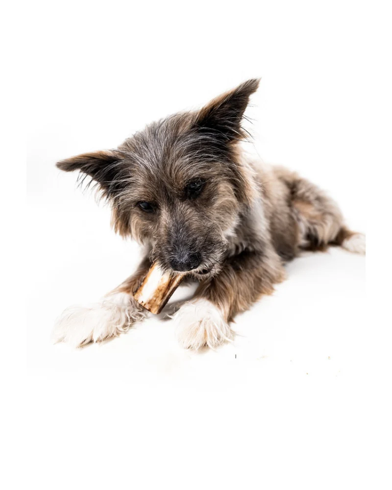 Bison Marrow Long-Lasting Chew Bones - Image 3