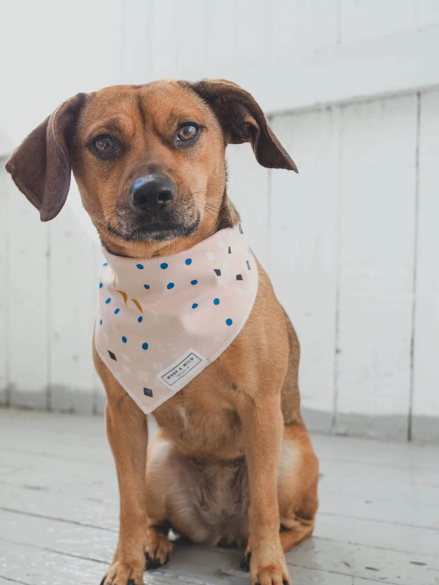 WOOF & WILD | Dion Dog Bandana - Image 5