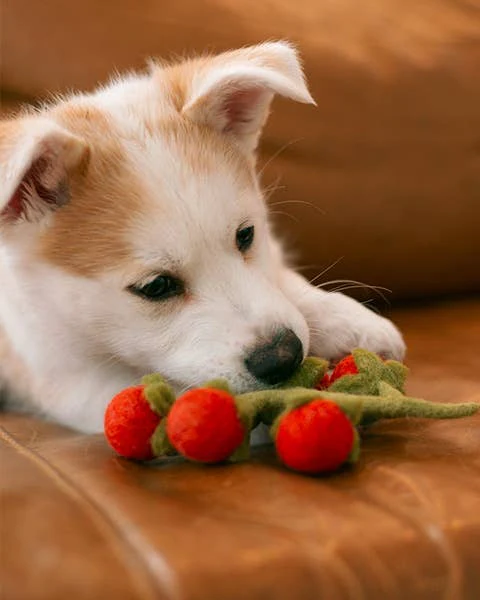 Wool Cherry Tomato Vine Dog Toy - Image 3