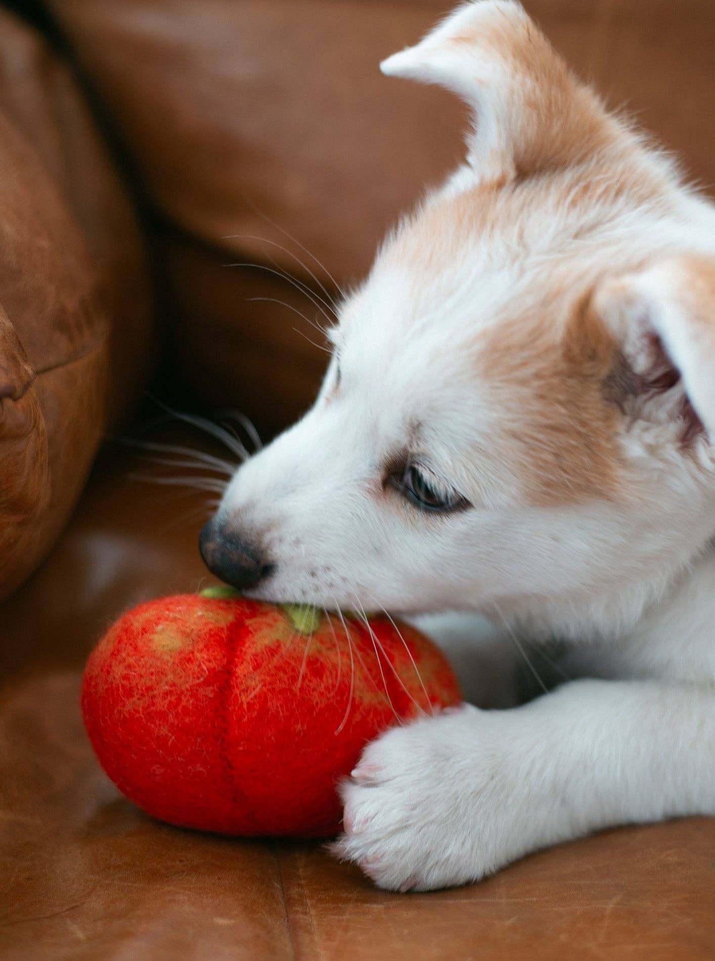 Wool Heirloom Tomato Dog Toy - Image 5
