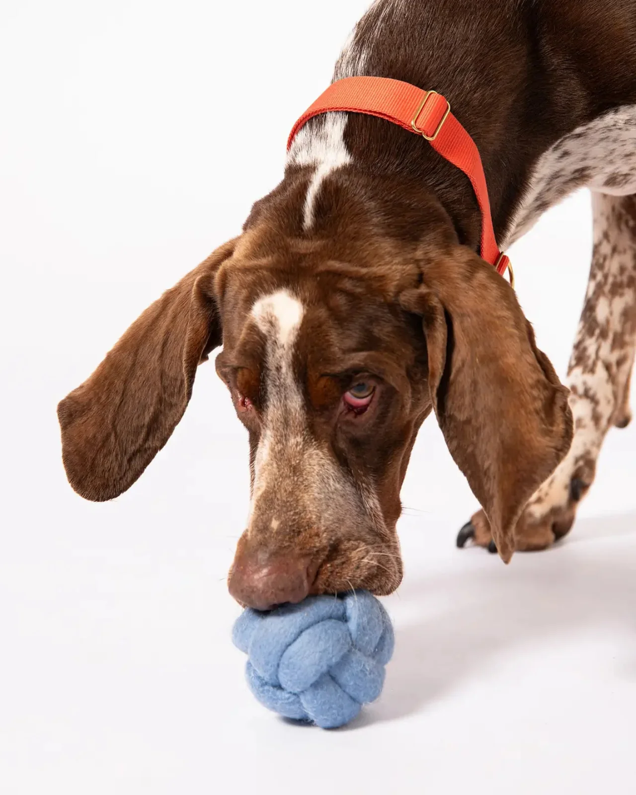 Wool Knot Today Felt Puzzle Dog Toy - Image 4