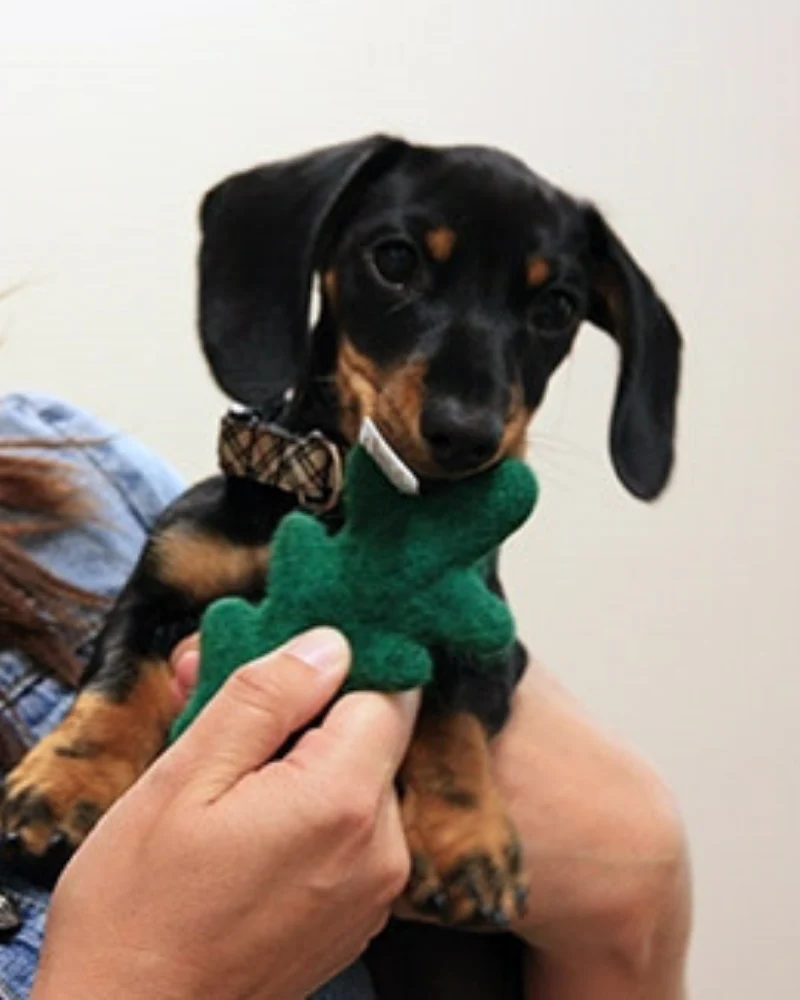 Wooly Tree Crinkle Dog Toy << FINAL SALE >> - Image 2