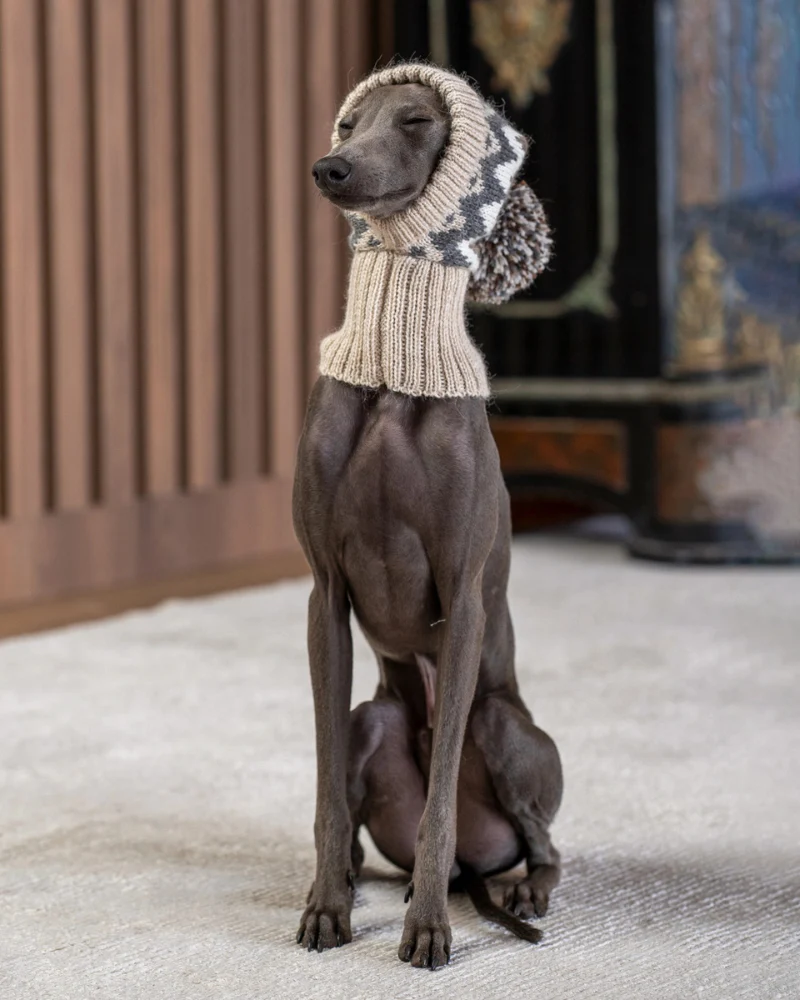 Wooly Winter Alpaca Dog Hat