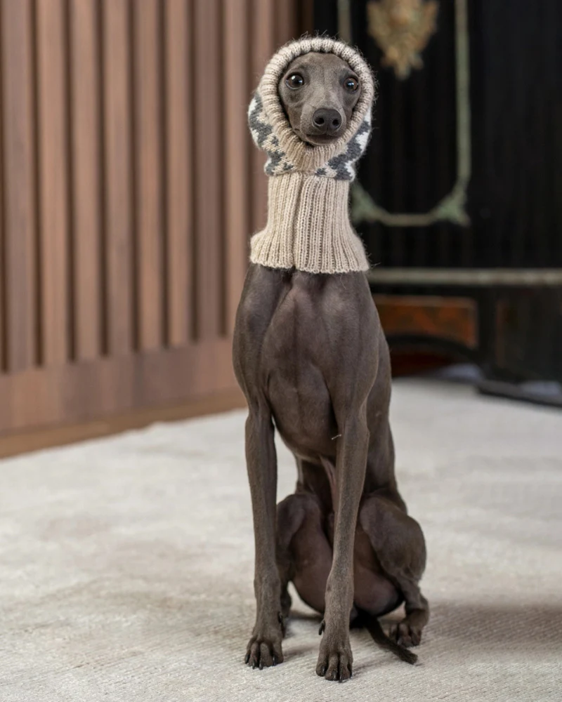 Wooly Winter Alpaca Dog Hat - Image 4