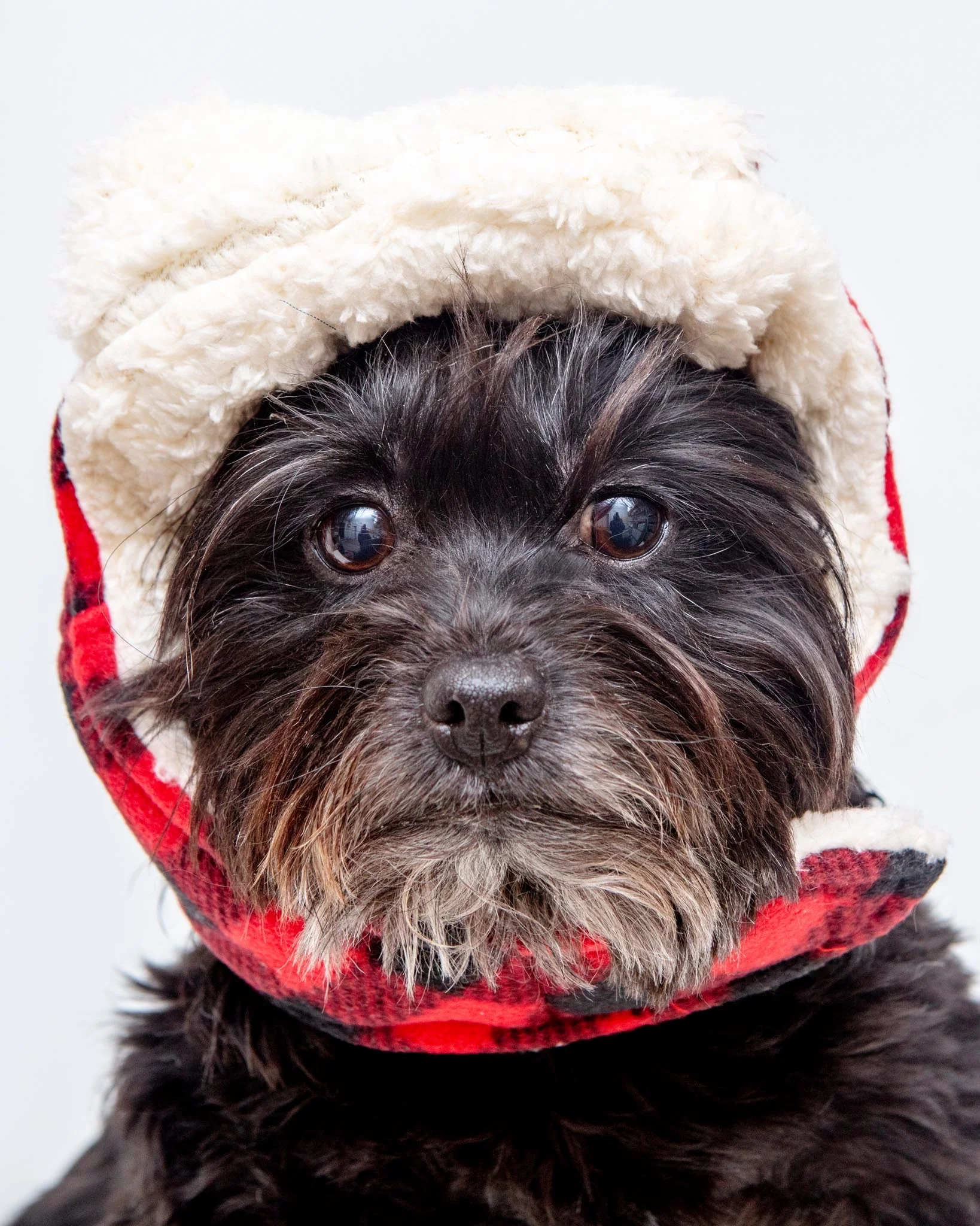 Flannel & Fleece Aviator Dog Hat in Buffalo Plaid (CLEARANCE) - Image 3