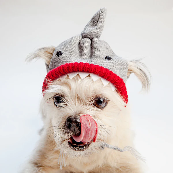 WORTHY DOG | Shark Hat - Image 2