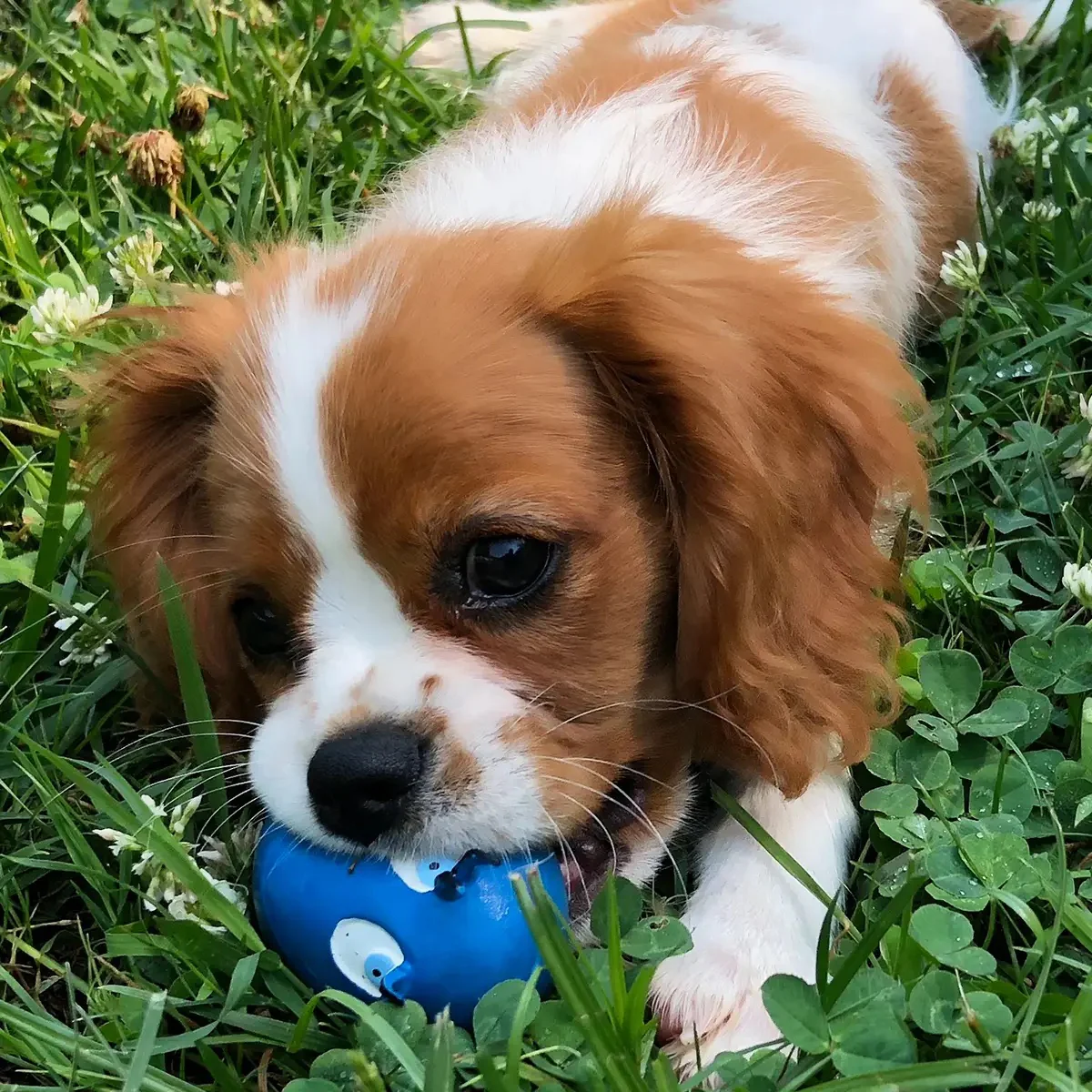 Squeaky Egg Dog Toy - Image 6