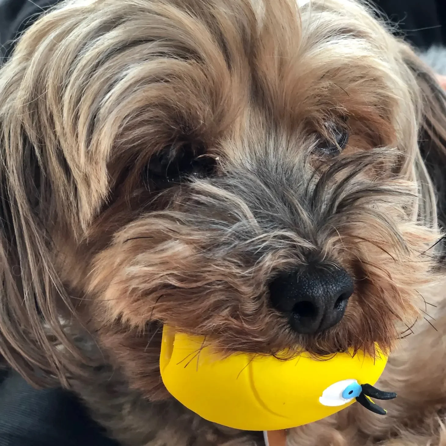 Squeaky Egg Dog Toy - Image 7