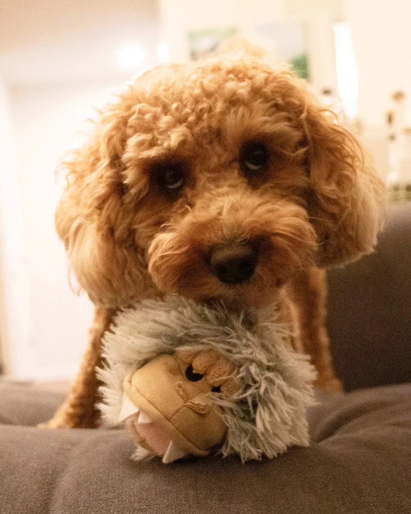 Yeti 2-in-1 Fetch Ball Dog Toy - Image 4