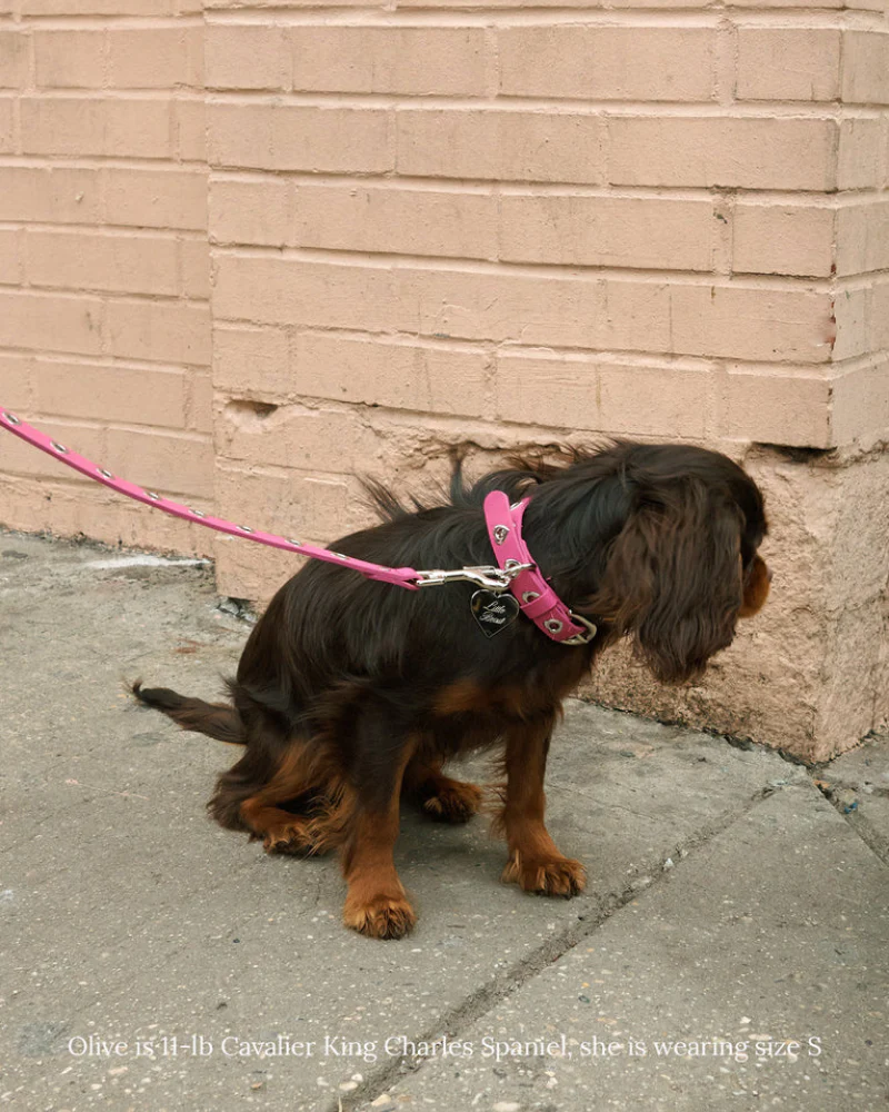 You Mean The World To Me Dog Collar in Peony - Image 2