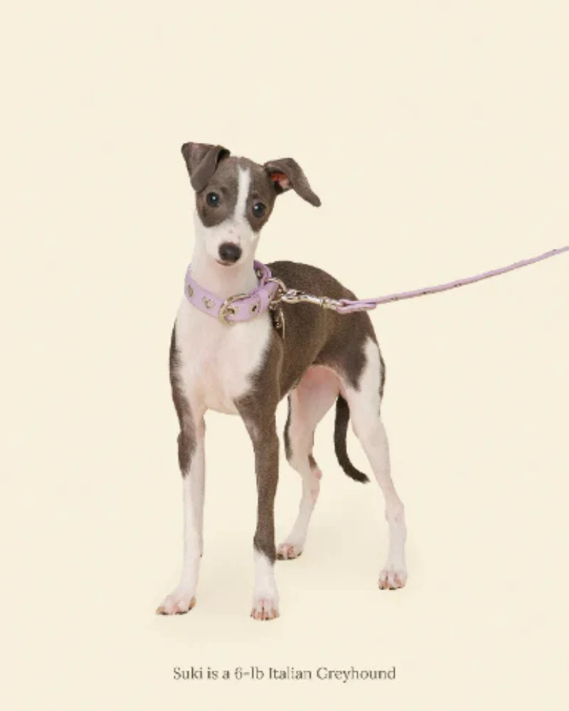 You Mean the World To Me Dog Leash in Lilac - Image 5