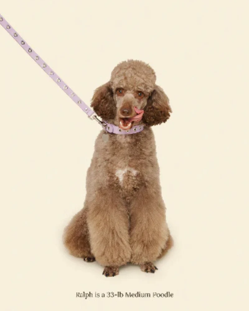 You Mean the World To Me Dog Leash in Lilac - Image 6