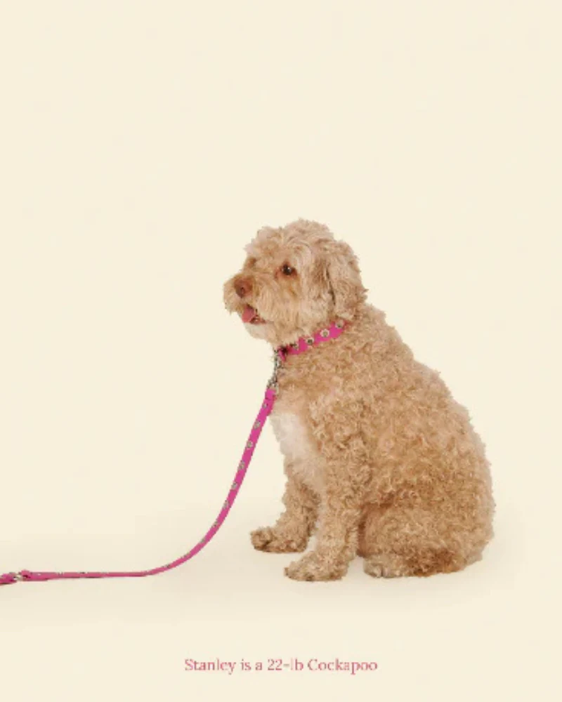 You Mean the World To Me Dog Leash in Peony - Image 2