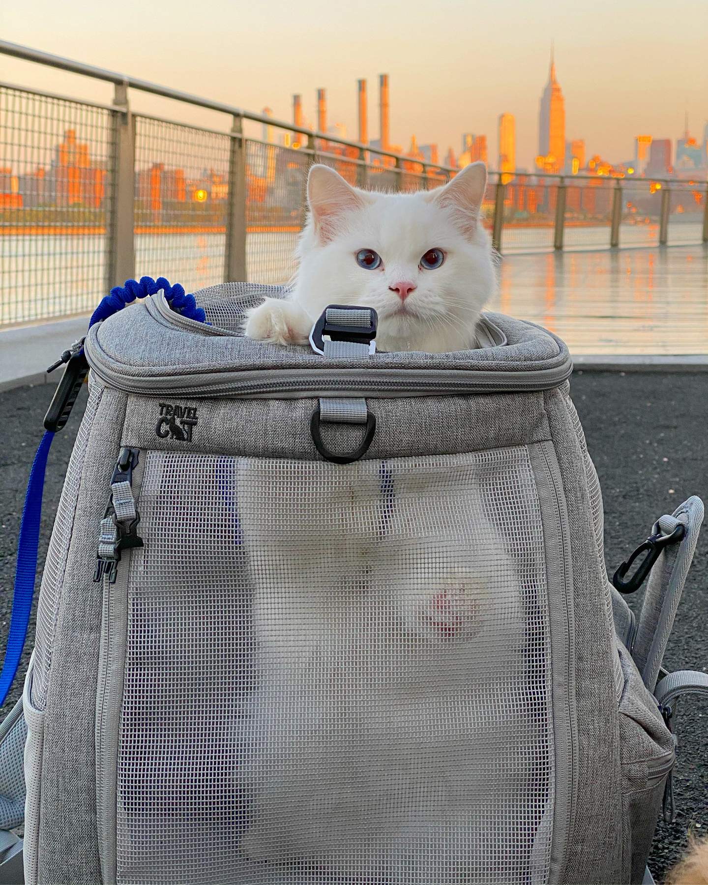 The Navigator Convertible Cat & Small Dog Backpack - Image 2