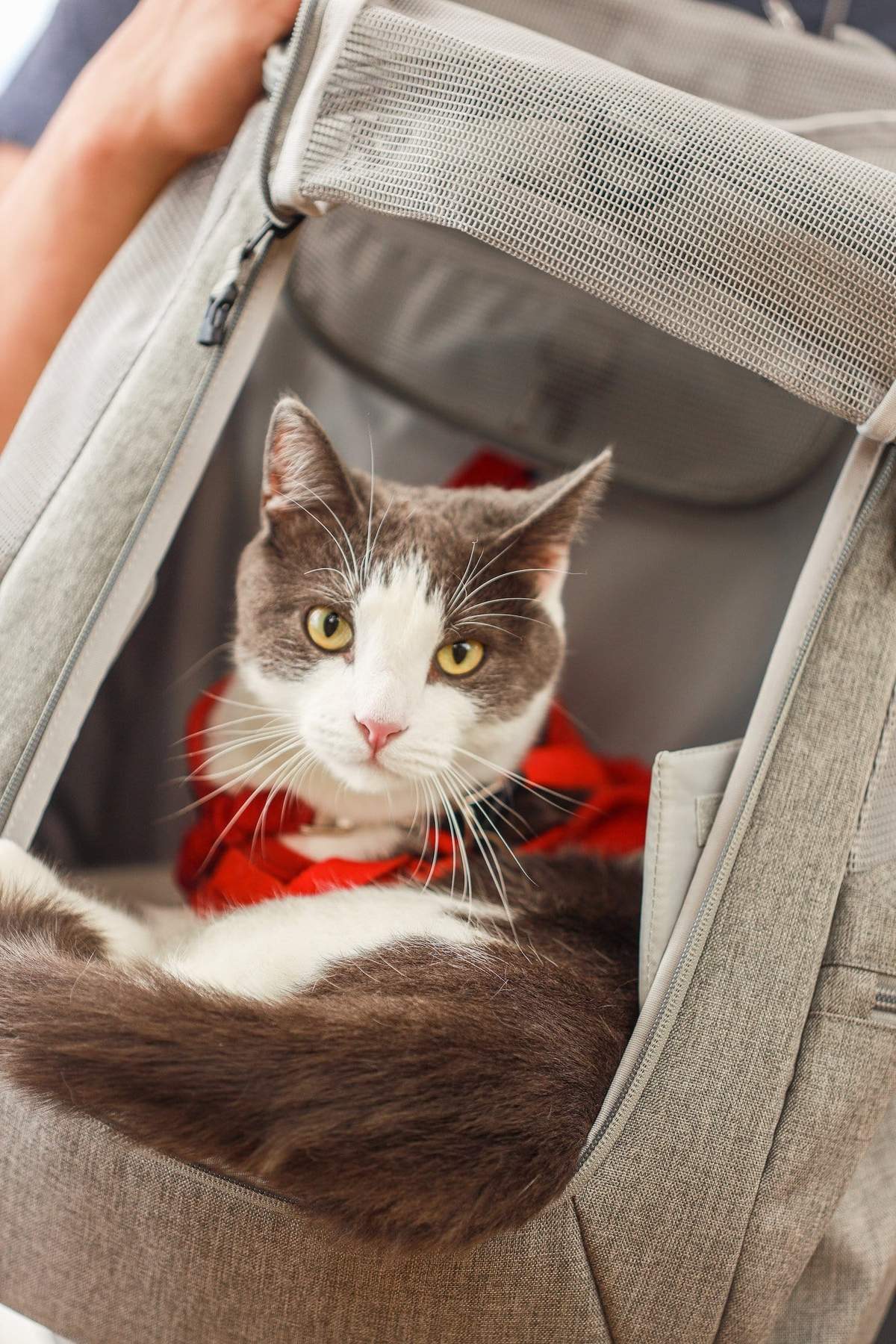 The Navigator Convertible Cat & Small Dog Backpack - Image 7