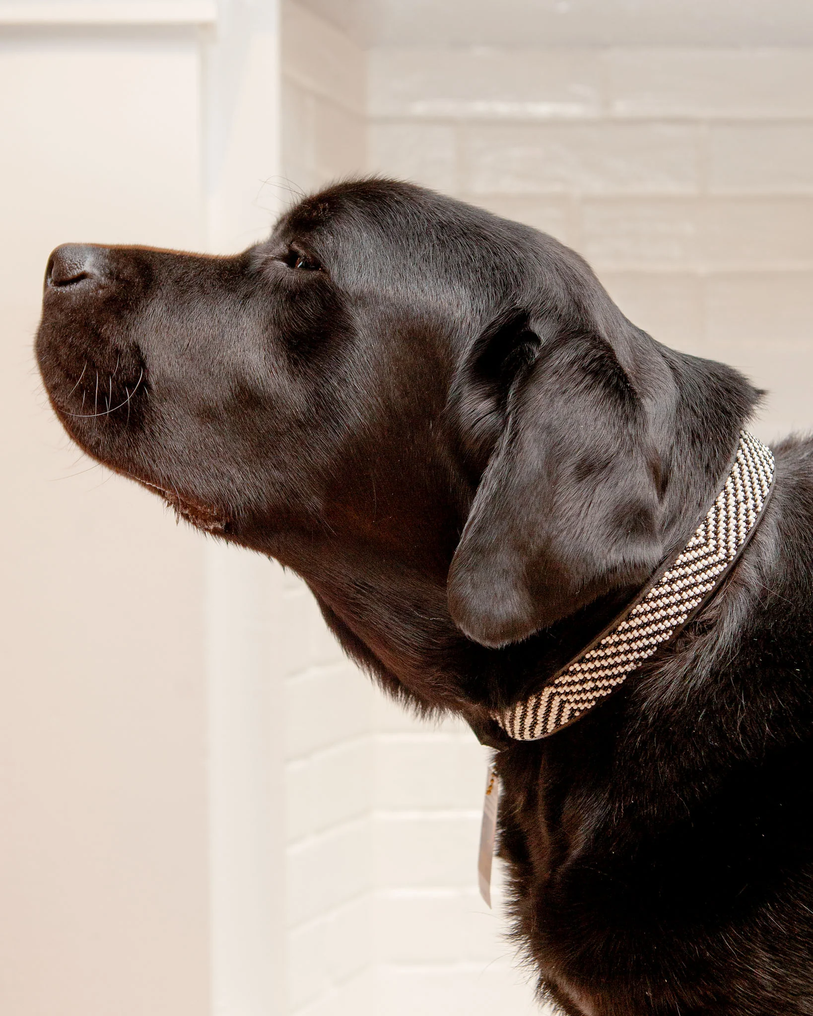 Zebra Pattern Black & White Beaded Dog Collar<br>(FINAL SALE) - Image 2
