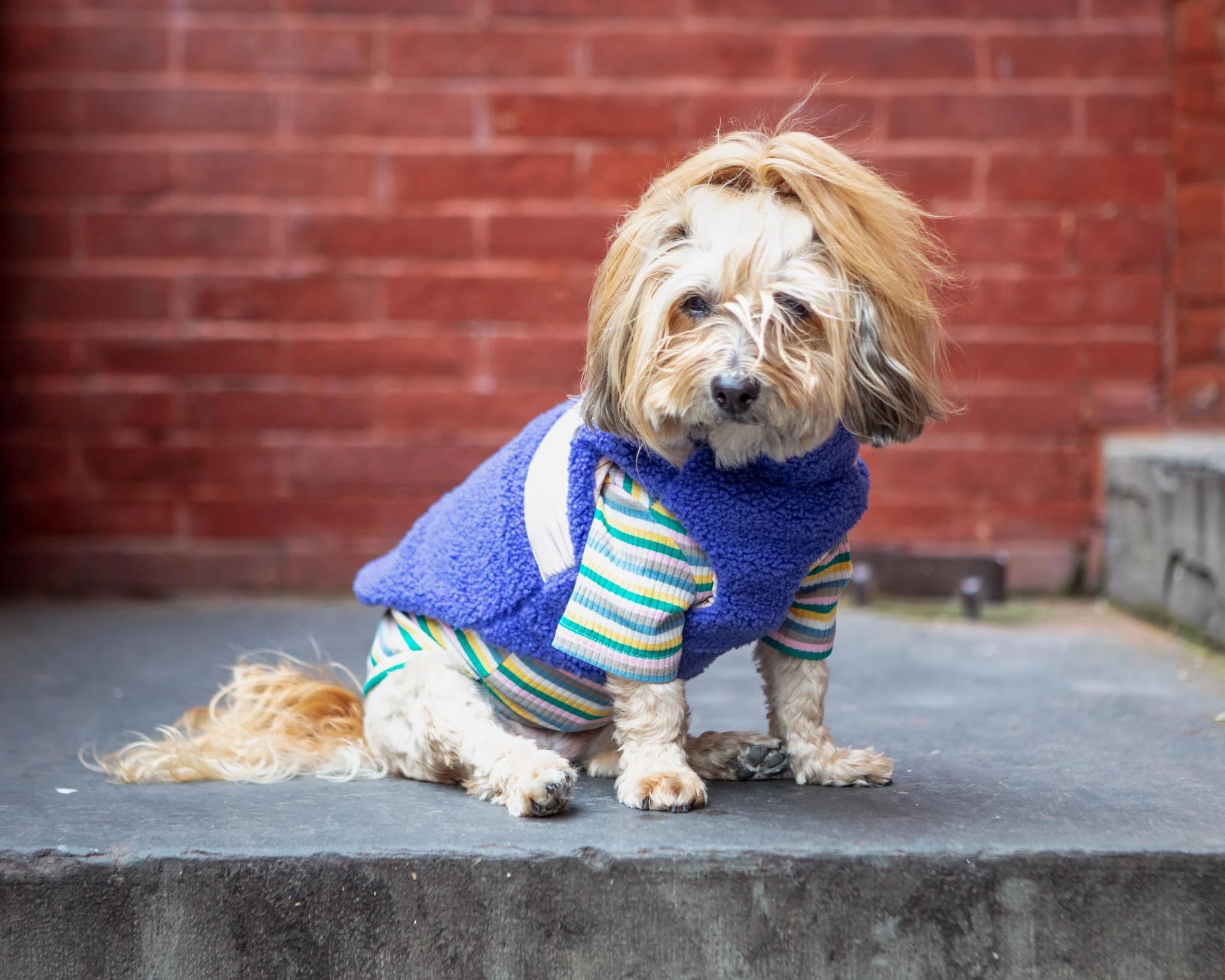 Zip-Up Sherpa Dog Vest in Moonstone Blue (FINAL SALE) - Image 3