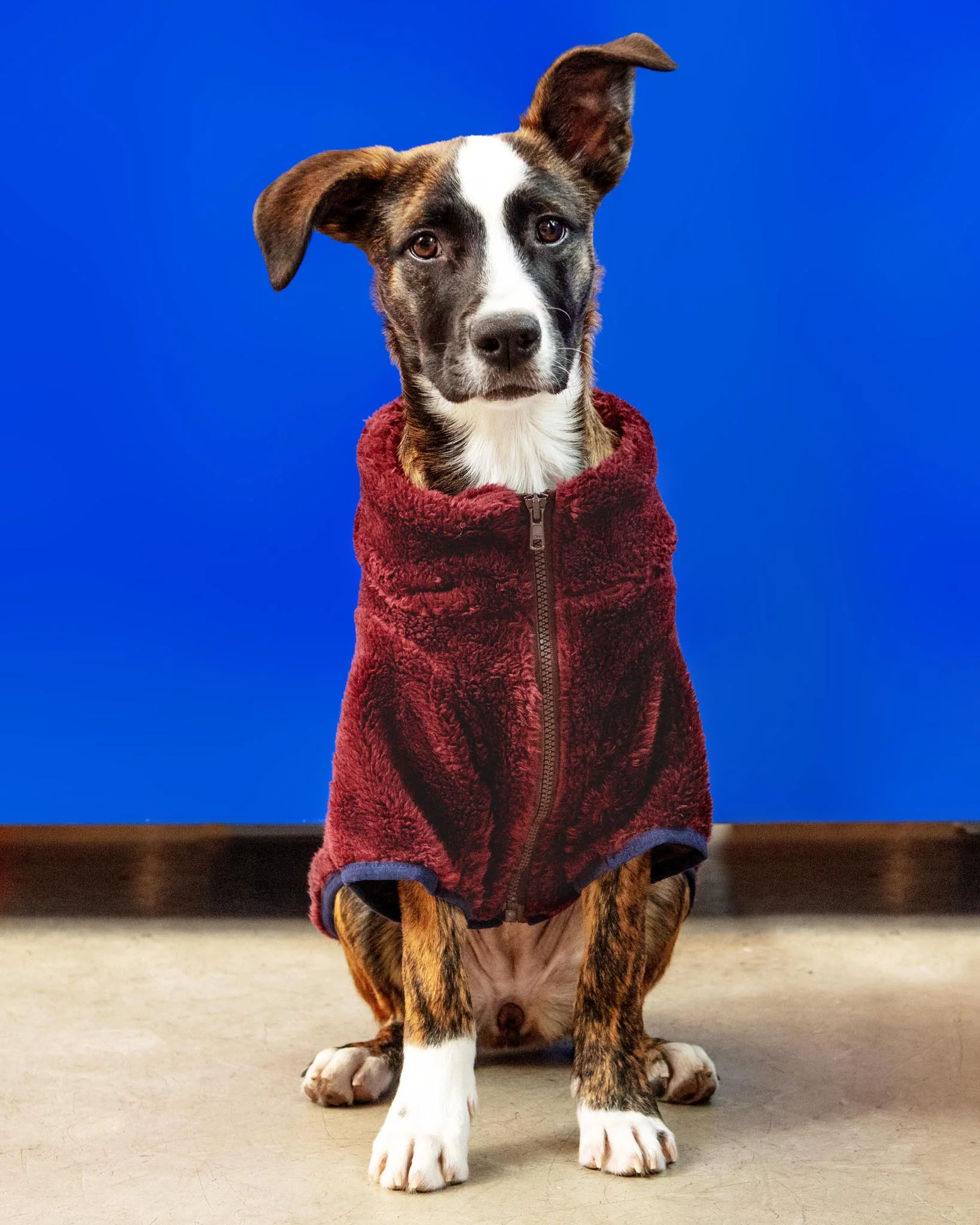 Zippy Dog Fleece in Burgundy (FINAL SALE) - Image 4